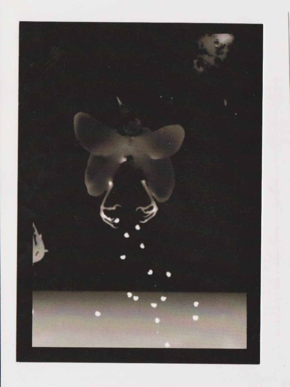 Specimen: Passer lepidopteriformis POSTCARD (Photogram, 2012) 5x7